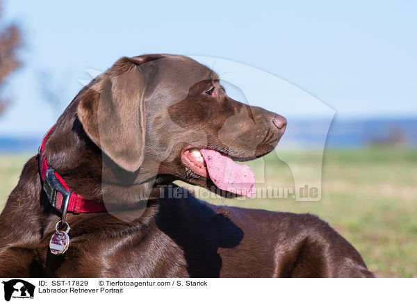 Labrador Retriever Portrait / Labrador Retriever Portrait / SST-17829