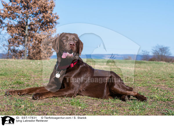 liegender Labrador Retriever / lying Labrador Retriever / SST-17831
