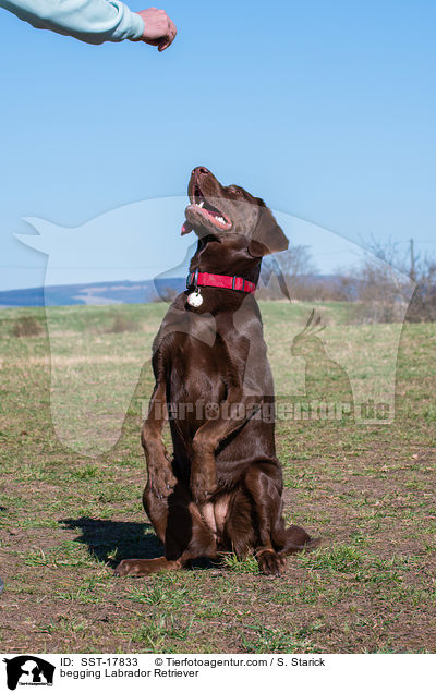 Labrador Retriever macht Mnnchen / begging Labrador Retriever / SST-17833