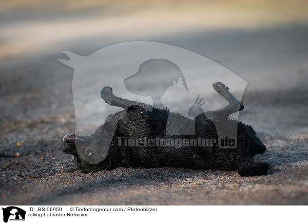 Labrador Retriever w�lzt sich / rolling Labrador Retriever / BS-06950