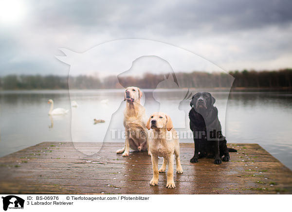 3 Labrador Retriever / 3 Labrador Retriever / BS-06976