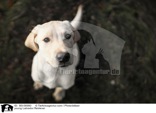 junger Labrador Retriever / young Labrador Retriever / BS-06980