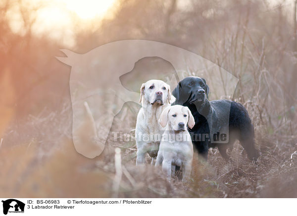 3 Labrador Retriever / 3 Labrador Retriever / BS-06983