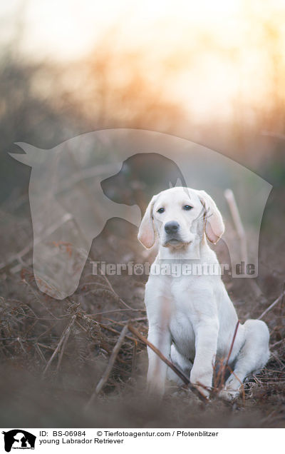 junger Labrador Retriever / young Labrador Retriever / BS-06984