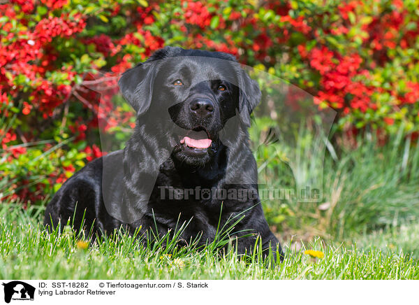 liegende Labrador Retriever / lying Labrador Retriever / SST-18282