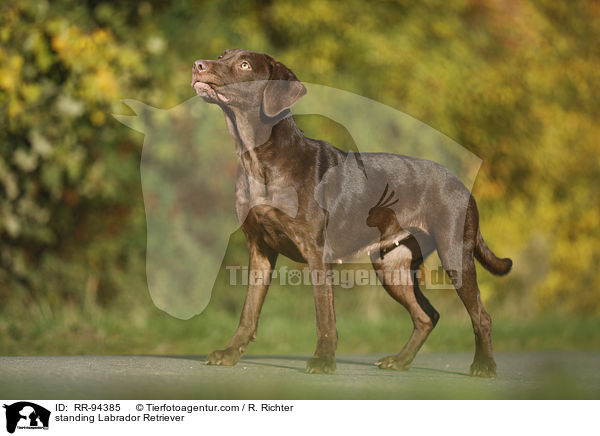 stehender Labrador Retriever / standing Labrador Retriever / RR-94385