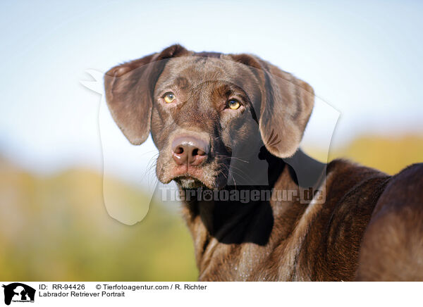 Labrador Retriever Portrait / RR-94426