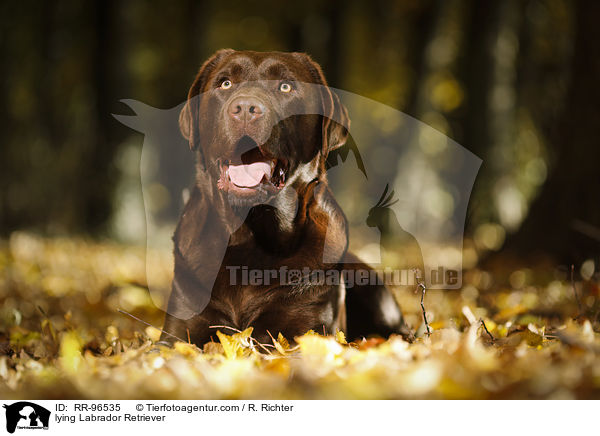 liegender Labrador Retriever / lying Labrador Retriever / RR-96535