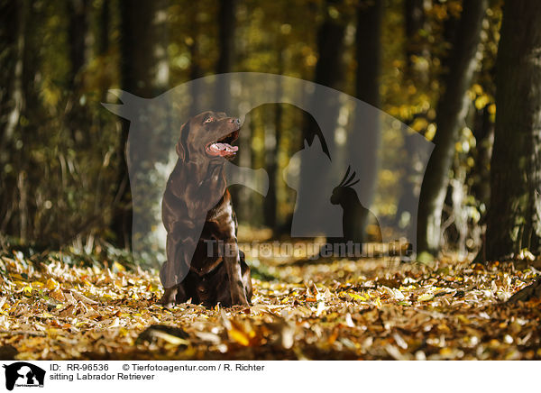 sitzender Labrador Retriever / sitting Labrador Retriever / RR-96536