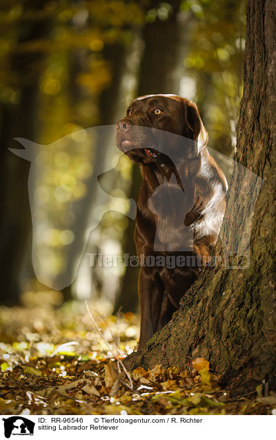 sitzender Labrador Retriever / sitting Labrador Retriever / RR-96546