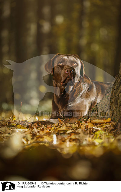 liegender Labrador Retriever / lying Labrador Retriever / RR-96548