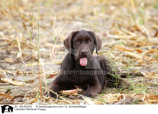 Labrador Retriever Welpe / Labrador Retriever Puppy / SS-52343