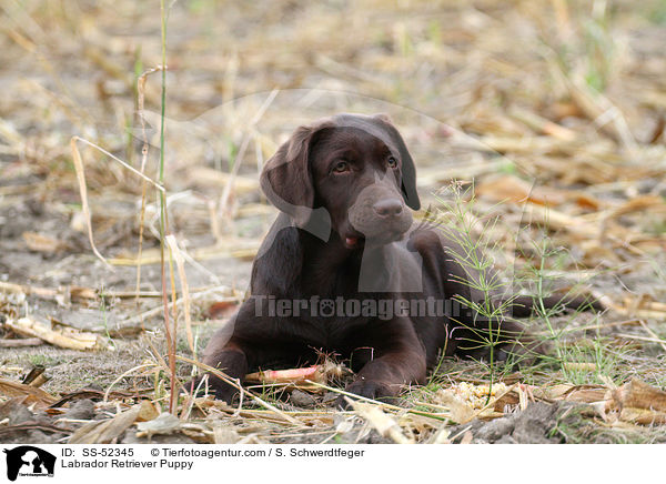 Labrador Retriever Welpe / Labrador Retriever Puppy / SS-52345