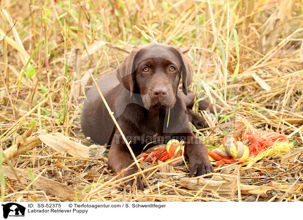 Labrador Retriever Welpe / Labrador Retriever Puppy / SS-52375