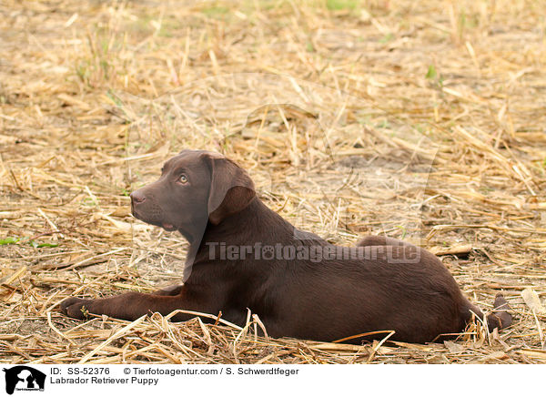 Labrador Retriever Welpe / Labrador Retriever Puppy / SS-52376