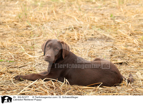 Labrador Retriever Welpe / Labrador Retriever Puppy / SS-52377
