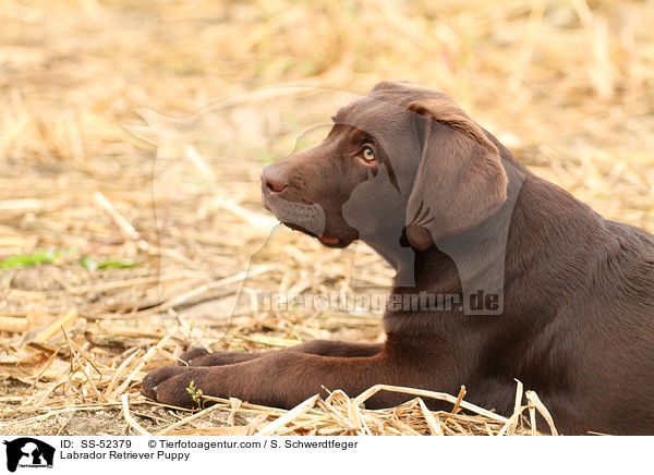 Labrador Retriever Welpe / Labrador Retriever Puppy / SS-52379