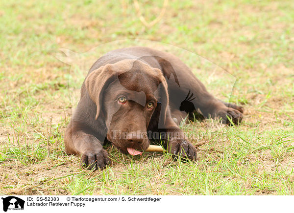 Labrador Retriever Welpe / Labrador Retriever Puppy / SS-52383