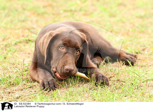 Labrador Retriever Welpe / Labrador Retriever Puppy / SS-52384