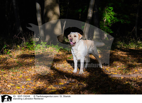 stehender Labrador Retriever / standing Labrador Retriever / SST-19248
