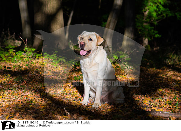 sitzender Labrador Retriever / sitting Labrador Retriever / SST-19249