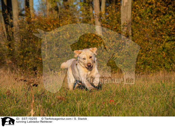 rennender Labrador Retriever / running Labrador Retriever / SST-19255