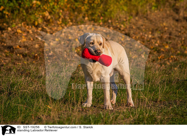 stehender Labrador Retriever / standing Labrador Retriever / SST-19256