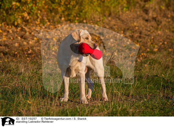 stehender Labrador Retriever / standing Labrador Retriever / SST-19257