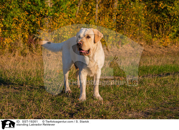 stehender Labrador Retriever / standing Labrador Retriever / SST-19261