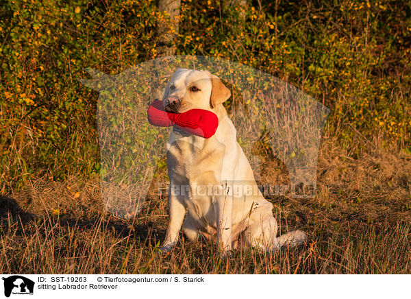 sitzender Labrador Retriever / sitting Labrador Retriever / SST-19263