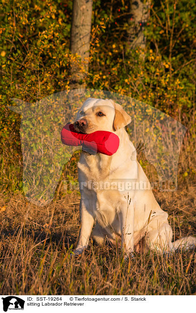 sitzender Labrador Retriever / sitting Labrador Retriever / SST-19264