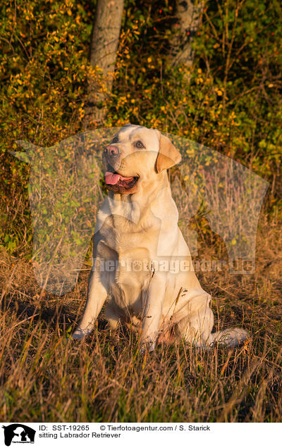 sitzender Labrador Retriever / sitting Labrador Retriever / SST-19265