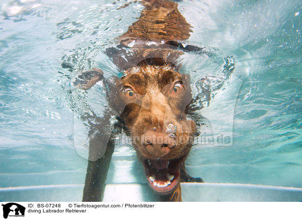 tauchender Labrador Retriever / diving Labrador Retriever / BS-07248