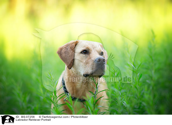 Labrador Retriever Portrait / Labrador Retriever Portrait / BS-07258