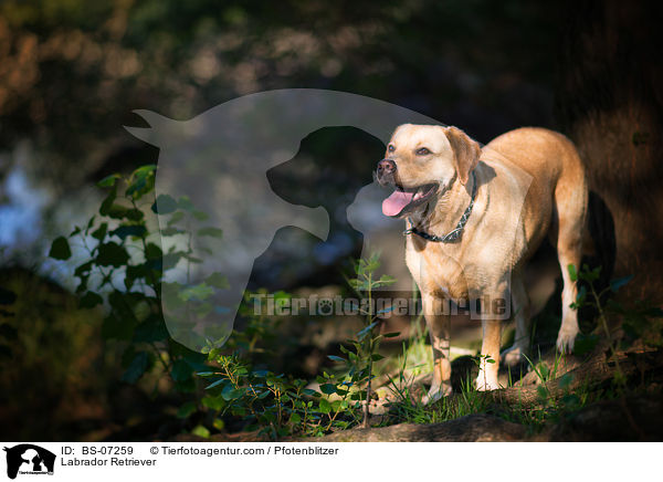 Labrador Retriever / Labrador Retriever / BS-07259