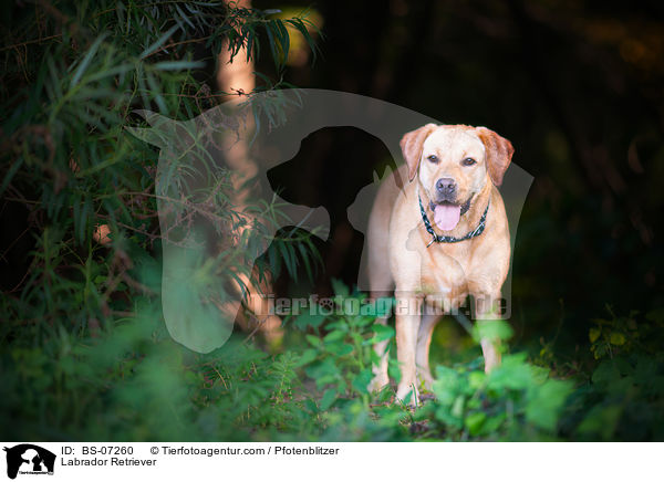 Labrador Retriever / Labrador Retriever / BS-07260