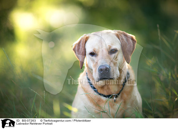 Labrador Retriever Portrait / Labrador Retriever Portrait / BS-07263