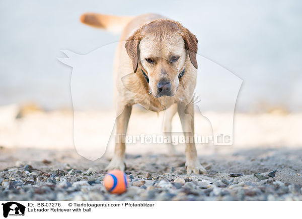 Labrador Retriever mit Ball / Labrador Retriever with ball / BS-07276