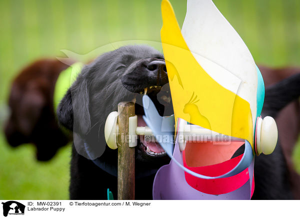 Labrador Welpe / Labrador Puppy / MW-02391