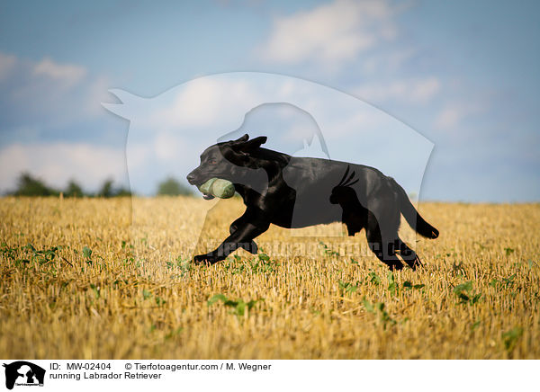 rennender Labrador Retriever / running Labrador Retriever / MW-02404