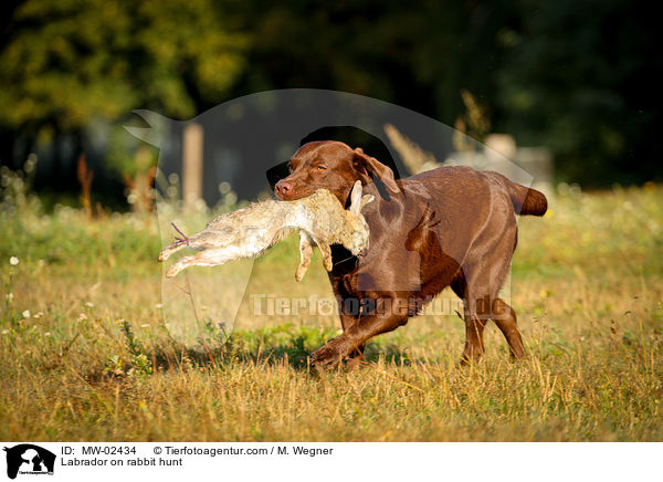 Labrador auf Kaninchenjagd / Labrador on rabbit hunt / MW-02434