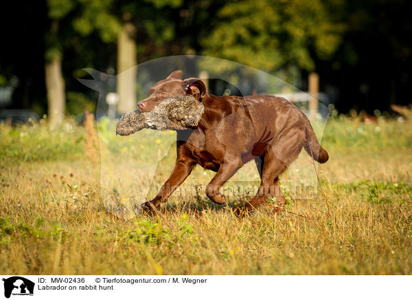 Labrador on rabbit hunt / MW-02436