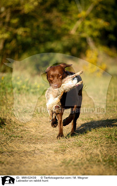 Labrador on rabbit hunt / MW-02439