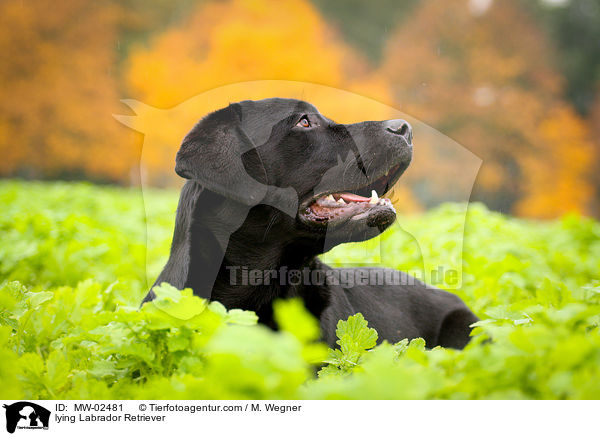 liegender Labrador Retriever / lying Labrador Retriever / MW-02481