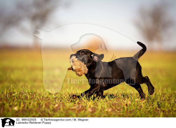 Labrador Retriever Welpe / Labrador Retriever Puppy / MW-02505