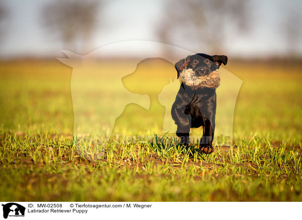 Labrador Retriever Welpe / Labrador Retriever Puppy / MW-02508