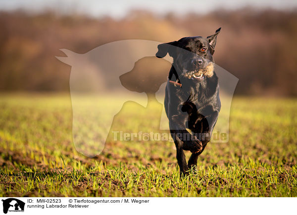 rennender Labrador Retriever / running Labrador Retriever / MW-02523