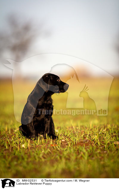 Labrador Retriever Welpe / Labrador Retriever Puppy / MW-02531