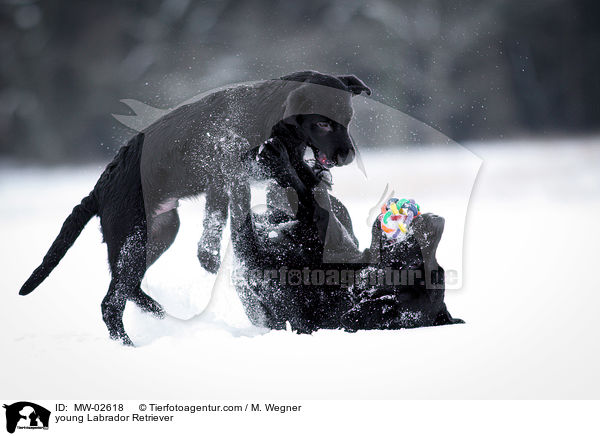 junger Labrador Retriever / young Labrador Retriever / MW-02618