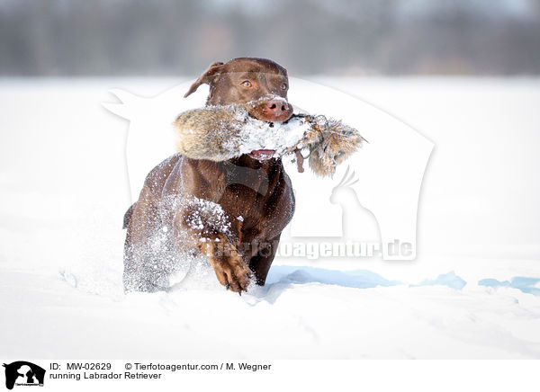 rennender Labrador Retriever / running Labrador Retriever / MW-02629